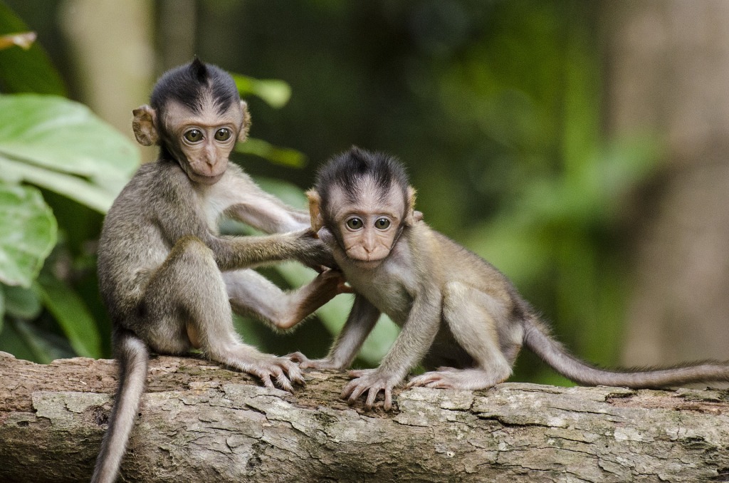 Zwei Affenjunge, Kosmetik ohne Tierversuche